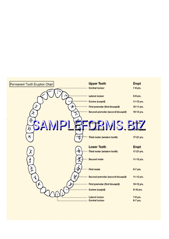 Permanent Tooth Eruption Chart pdf free