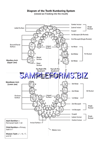 Teeth Numbers Chart pdf free