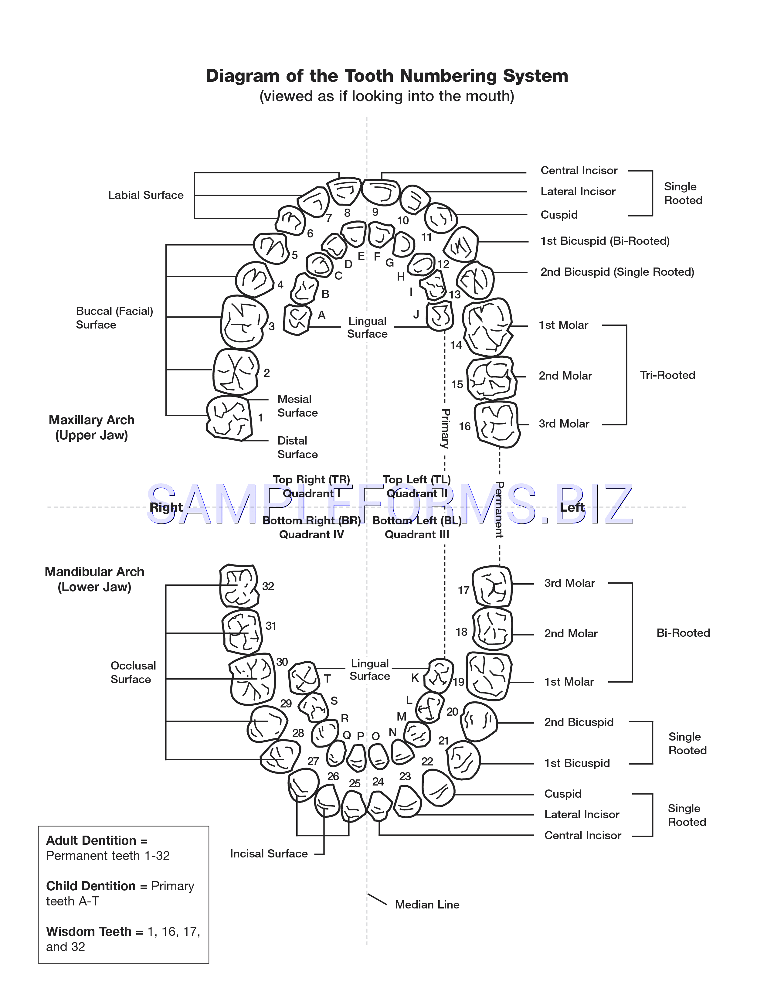 Preview free downloadable Teeth Numbers Chart in PDF (page 1)